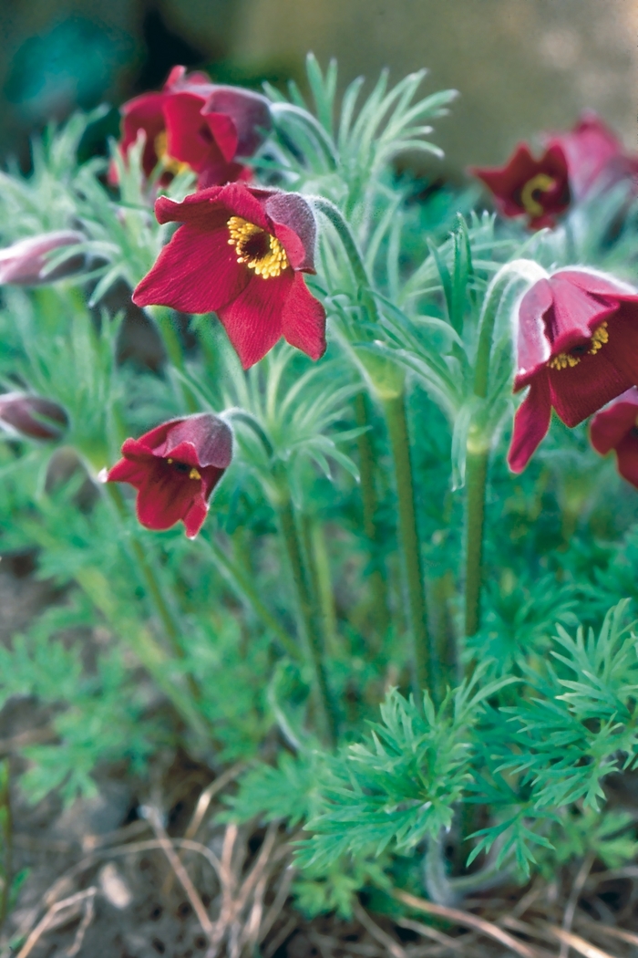 Red Bells Pasque Flower - Pulsatilla vulgaris 'Red Bells' from Faller Landscape