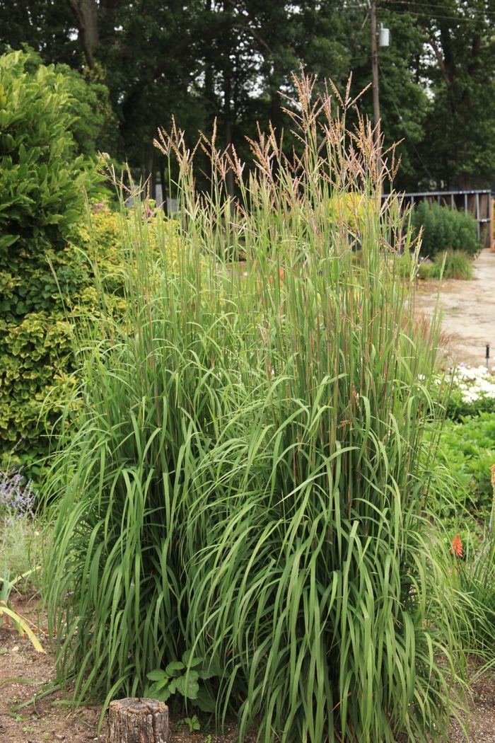 Karl's Cousin® Big Bluestem - Andropogon gerardii 'Nondhwr' from Faller Landscape