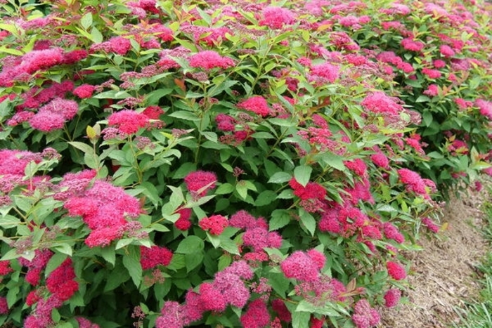 Double Play® Doozie® Spirea - Spiraea japonica 'NCSX2' from Faller Landscape