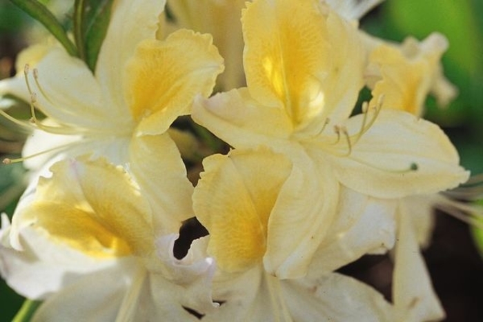 Northern Hi-Lights Azalea - Rhododendron 'Northern Hi-Lights' from Faller Landscape