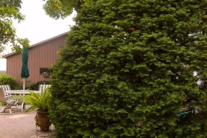 Capitata Japanese Yew - Taxus cuspidata 'Capitata' from Faller Landscape