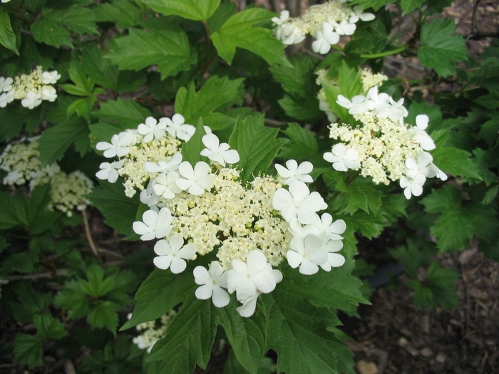 European Compact Viburnum - Viburnum opulus 'Compactum' from Faller Landscape