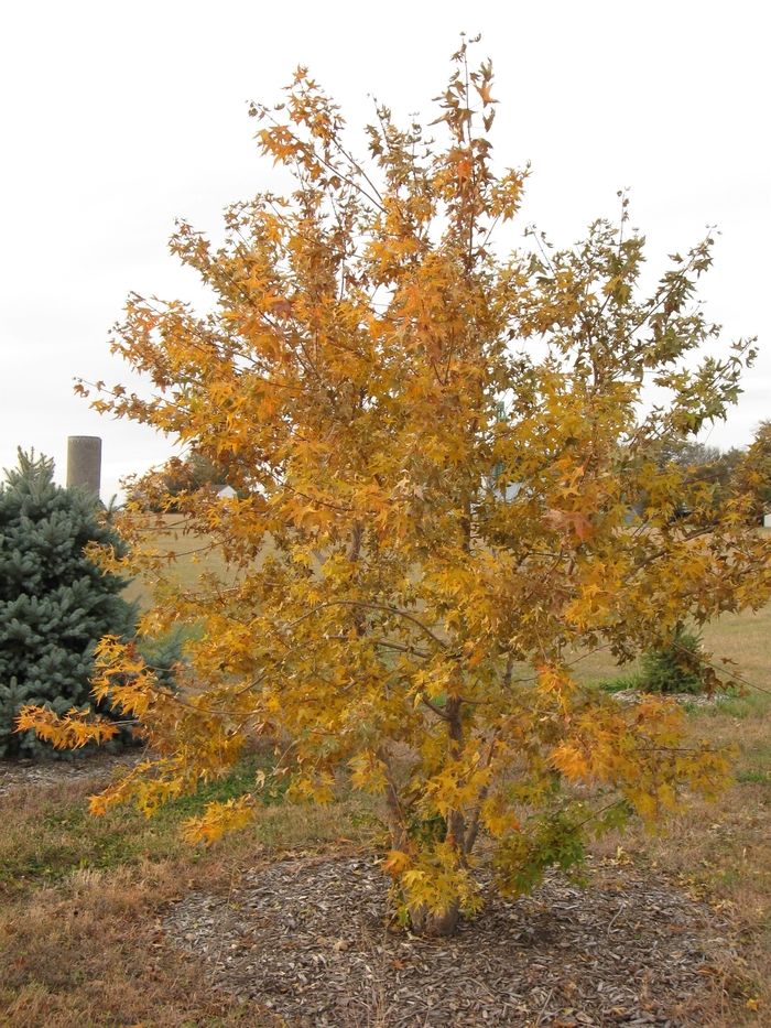 Painted Maple - Acer pictum subsp. mono from Faller Landscape