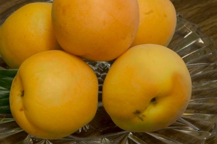 Sungold Apricot - Prunus 'Sungold' from Faller Landscape