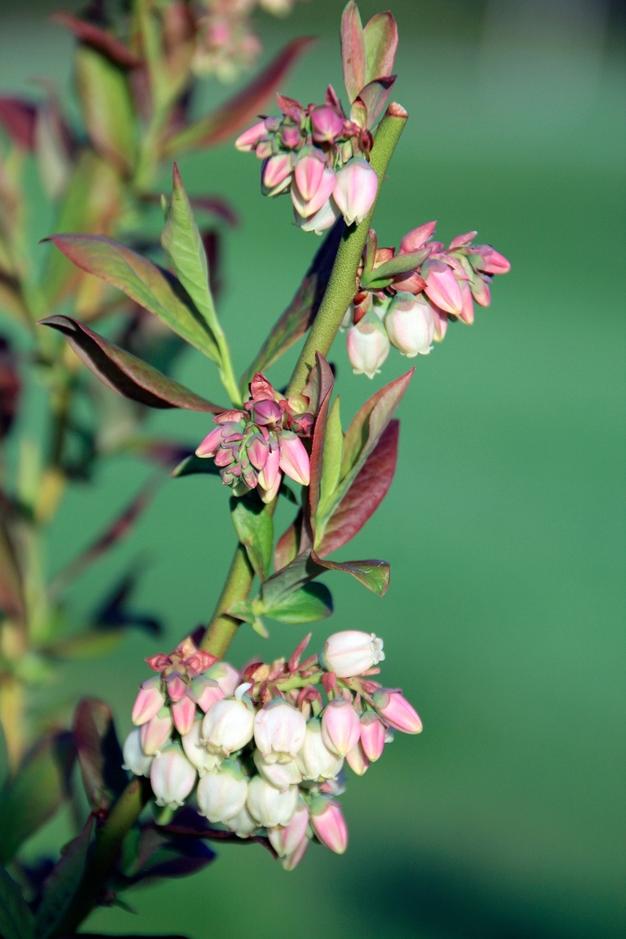 Patriot Blueberry - Vaccinium 'Patriot' from Faller Landscape