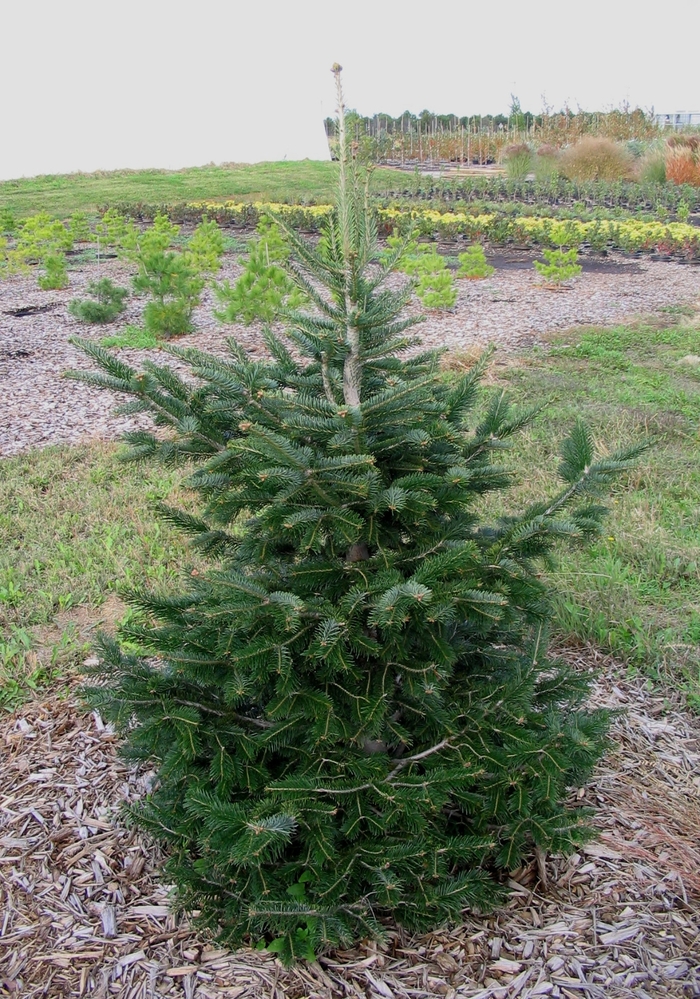 European Silver Fir - Abies alba from Faller Landscape