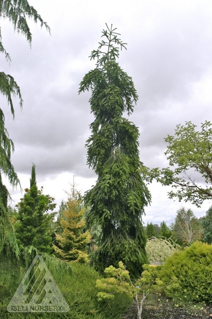 Weeping Silver Fir - Abies alba 'Pendula' from Faller Landscape