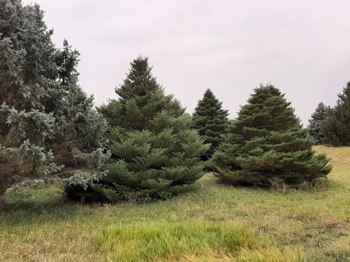 Korean Fir - Abies koreana from Faller Landscape