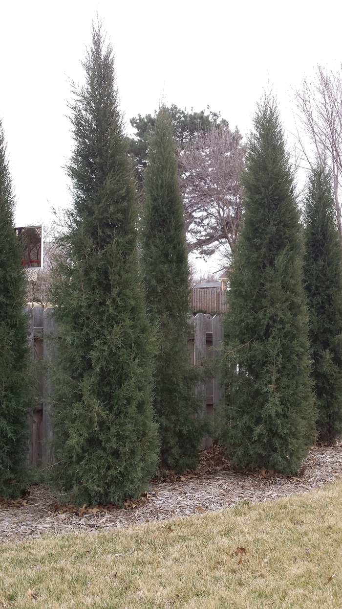 Taylor Juniper - Juniperus virginiana 'Taylor' from Faller Landscape