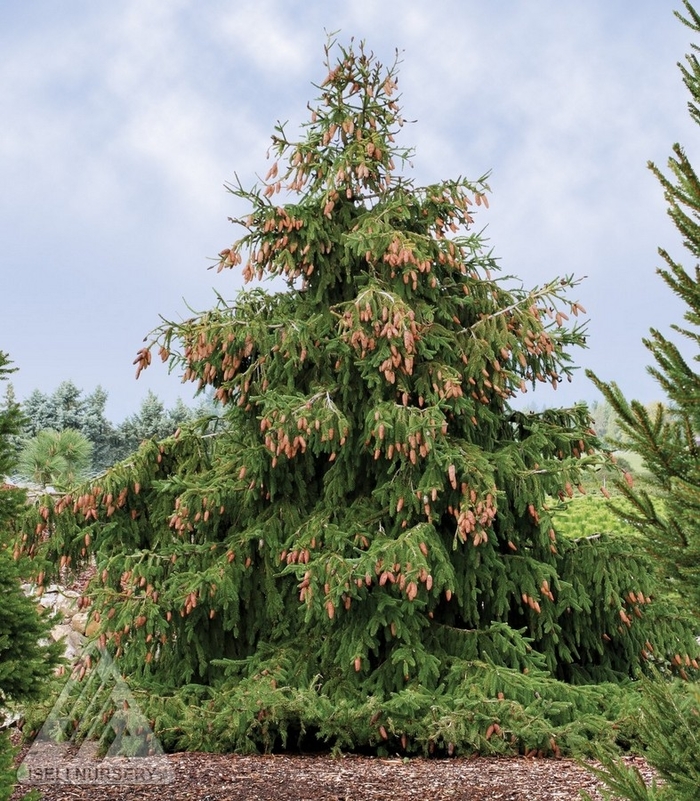 Acrocona (Red Cone) Norway Spruce - Picea abies 'Acrocona' from Faller Landscape