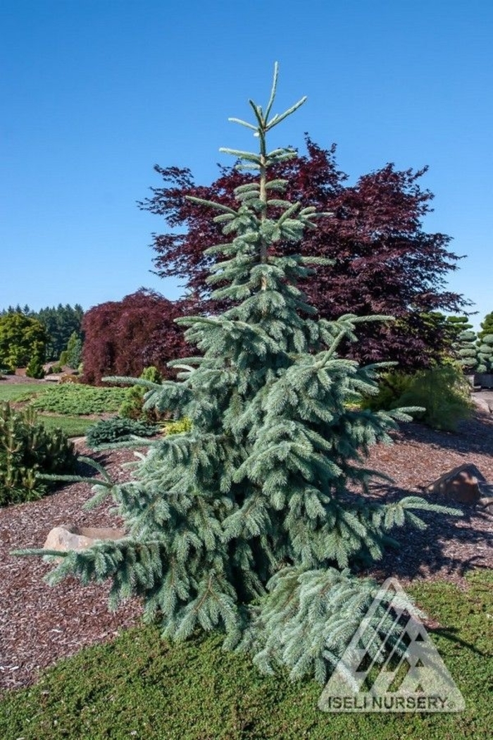 Fritsche Engelman Spruce | Faller Landscape