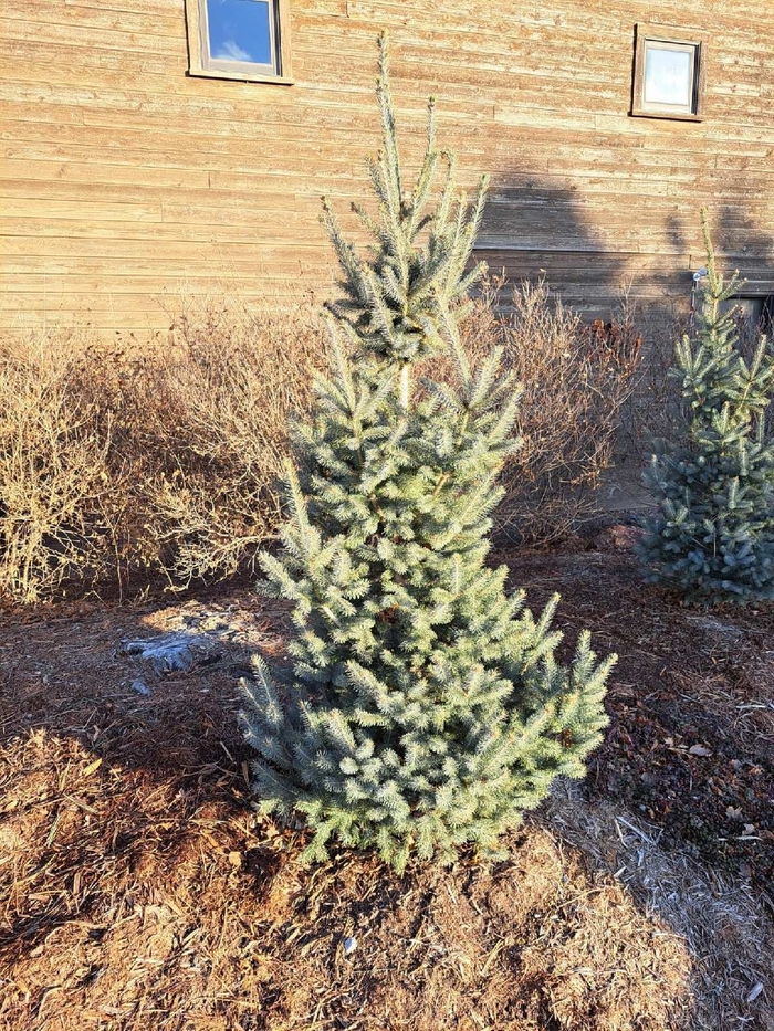 Skinny Blue Genes™ Spruce - Picea glauca var. densata 'Westervelt' from Faller Landscape