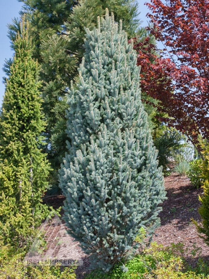 Columnar Blue Spruce - Picea pungens 'Fastigiata' from Faller Landscape