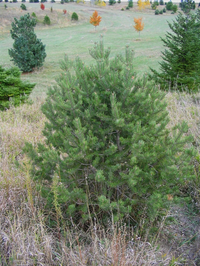 Pinyon Pine - Pinus cembroides var. edulis from Faller Landscape