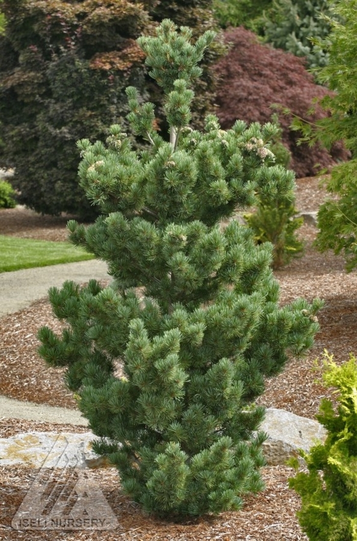 Aoi Japanese White Pine - Pinus parviflora 'Aoi' from Faller Landscape
