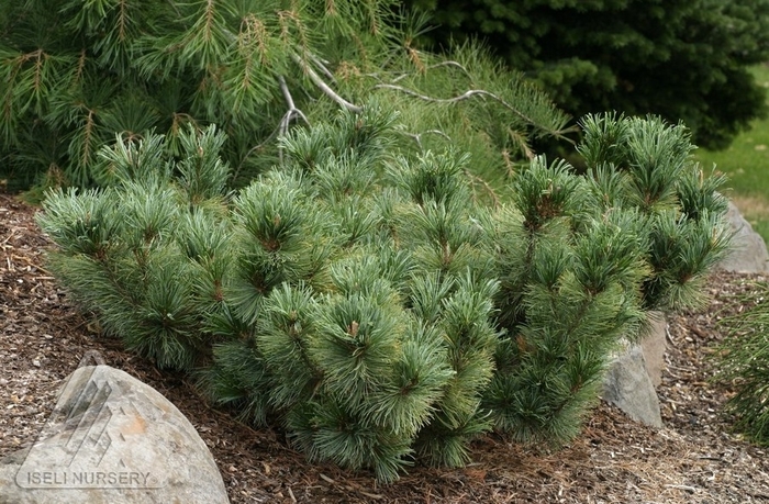 Dwarf Blue Siberian Pine - Pinus pumila 'Blue Dwarf' from Faller Landscape