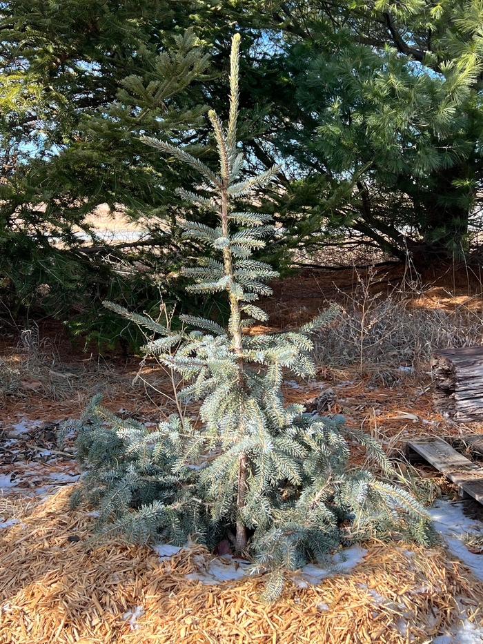 Troemner Spruce - Picea x 'Troemner' from Faller Landscape