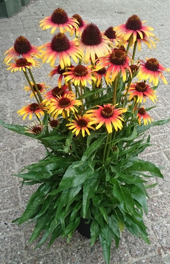 Parrot Coneflower - Echinacea 'Parrot' from Faller Landscape