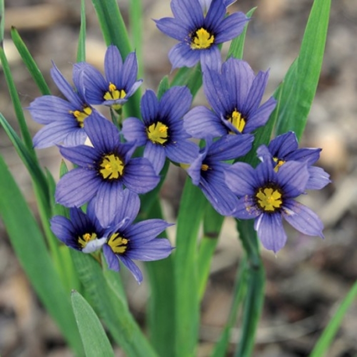 Blue Eyed Grass - Sisyrinchium angustifolium 'Moody Blues' from Faller Landscape