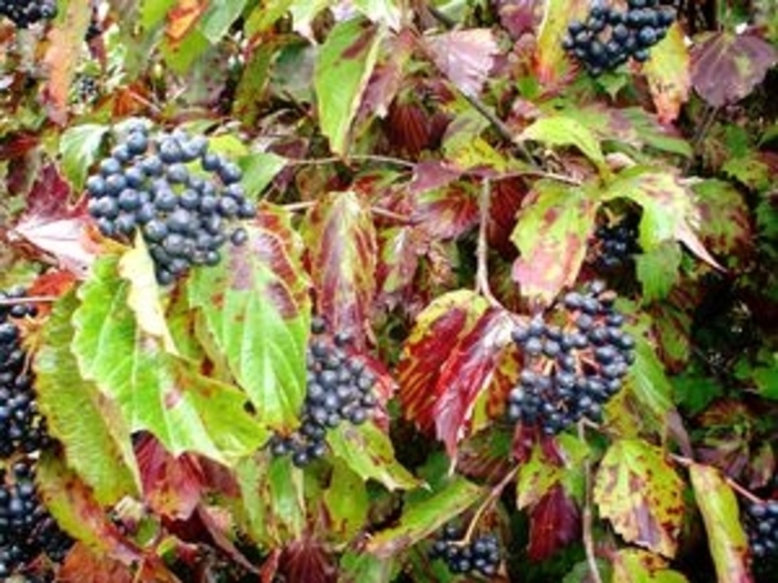 Moonglo Viburnum - Viburnum dentatum 'Moonglo' from Faller Landscape