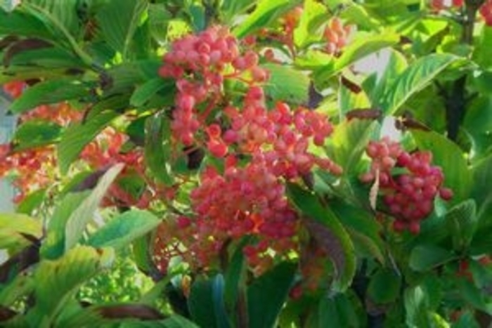 Siebold Viburnum - Viburnum sieboldii from Faller Landscape