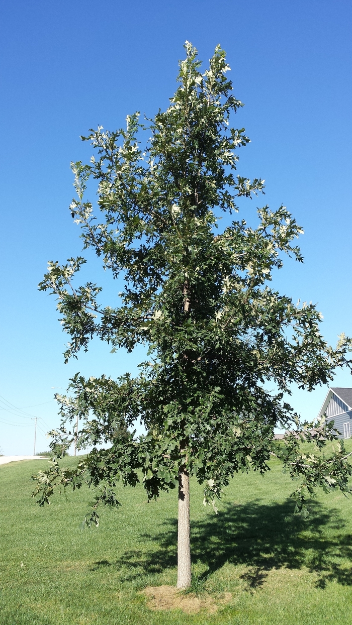 Relict Bur Oak - Quercus macrocarpa 'Relict' from Faller Landscape