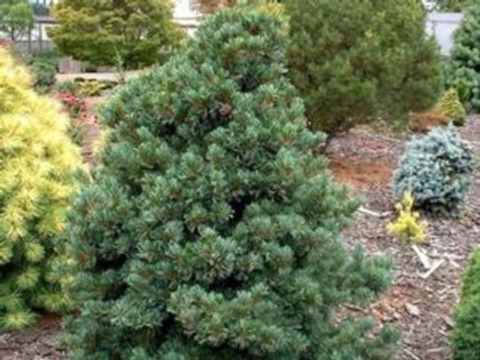 Negishi Japanese White Pine - Pinus parviflora 'Negishi' from Faller Landscape