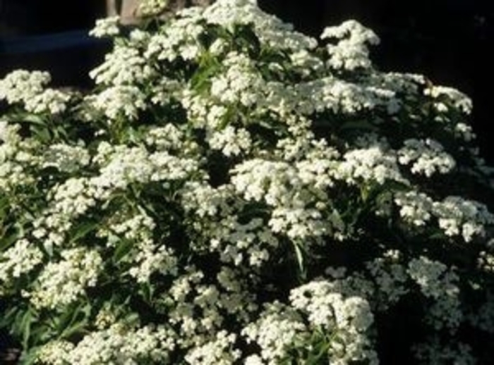 Little Joe Viburnum - Viburnum dentatum 'Little Joe' from Faller Landscape