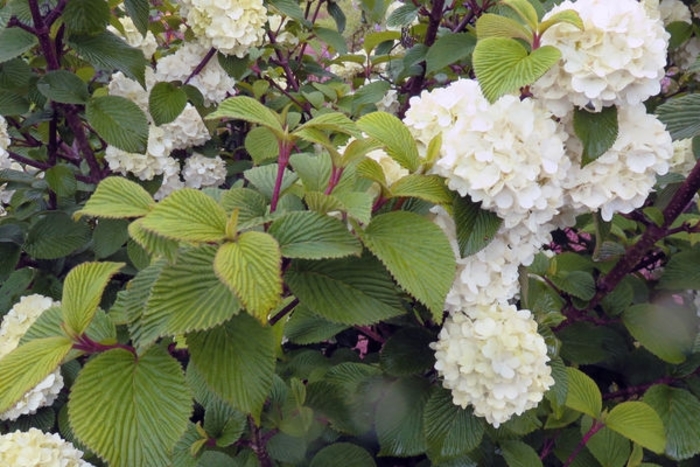 Spellbound Viburnum - Viburnum plicatum 'Spellbound' from Faller Landscape