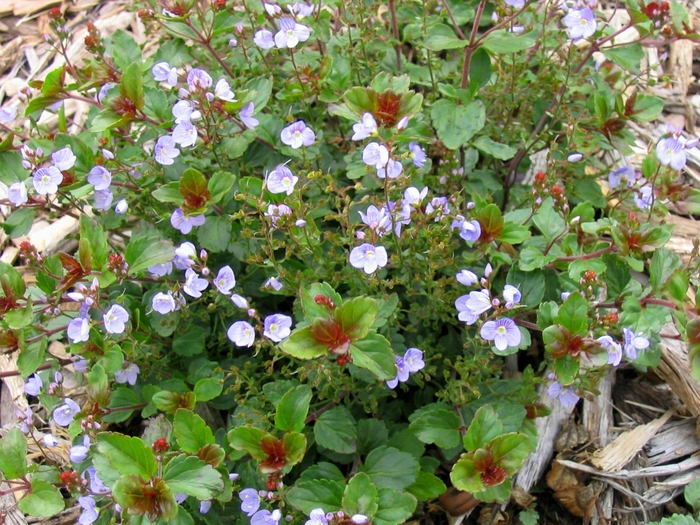 Turkish Veronica - Veronica liwanensis from Faller Landscape