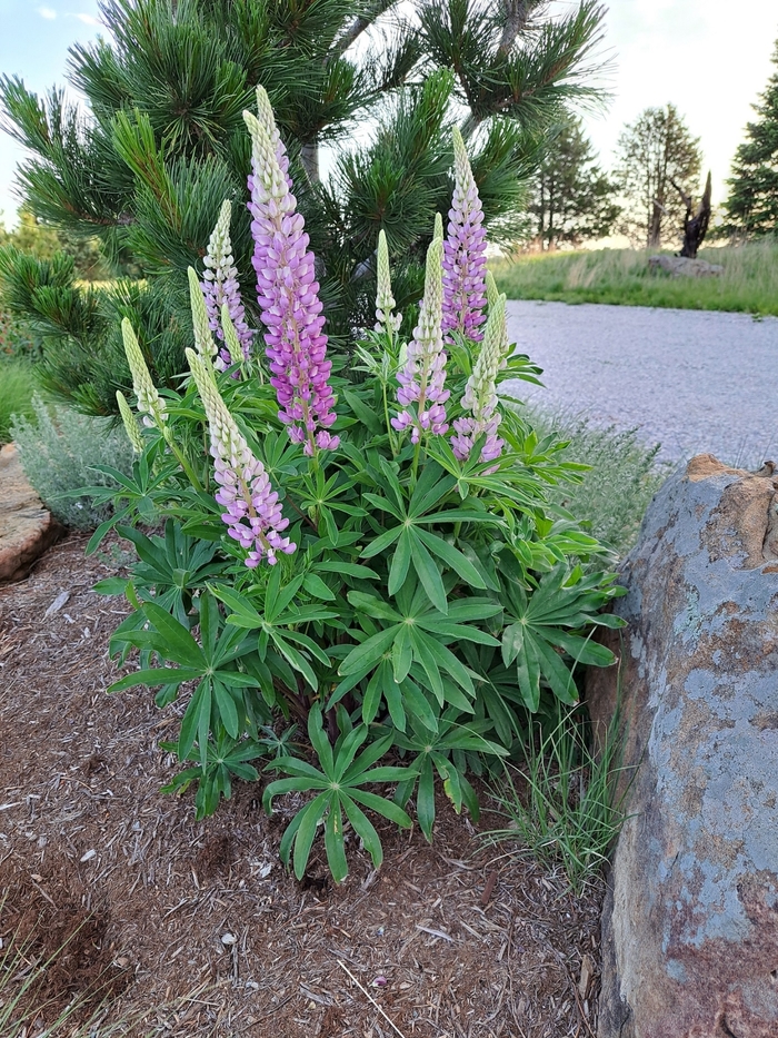 Sundial Lupine - Lupinus perennis from Faller Landscape