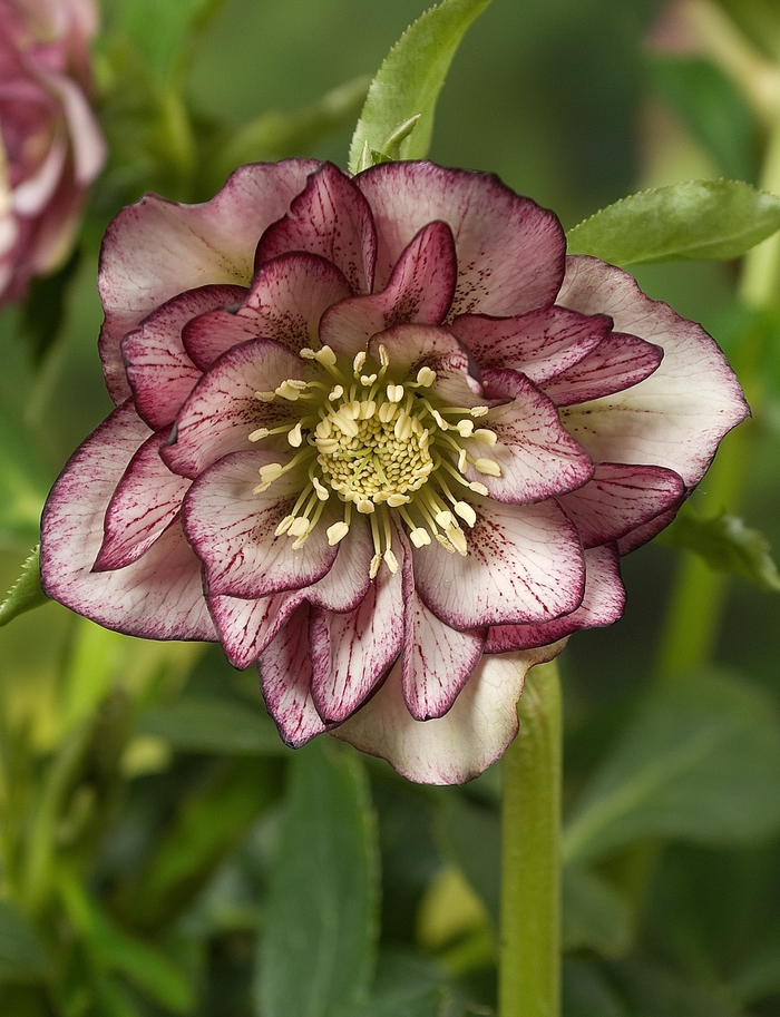 Double Ellen Picotee Lenten Rose - Helleborus orientalis 'Double Ellen Picotee from Faller Landscape