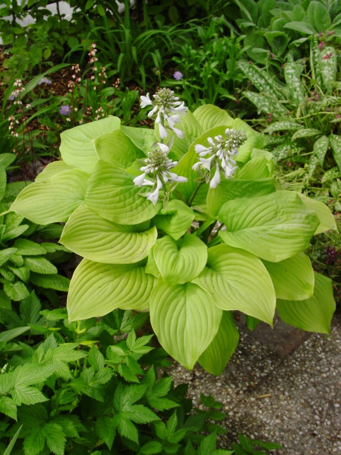 Fried Bananas Hosta - Hosta 'Fried Bananas' from Faller Landscape