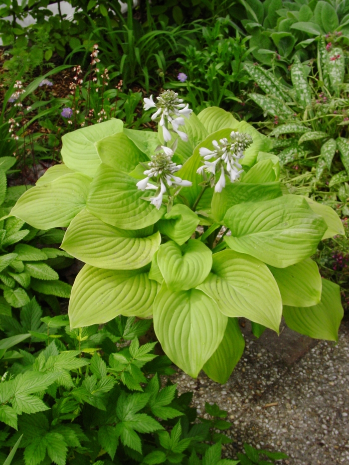 Fried Bananas Hosta - Hosta 'Fried Bananas' from Faller Landscape