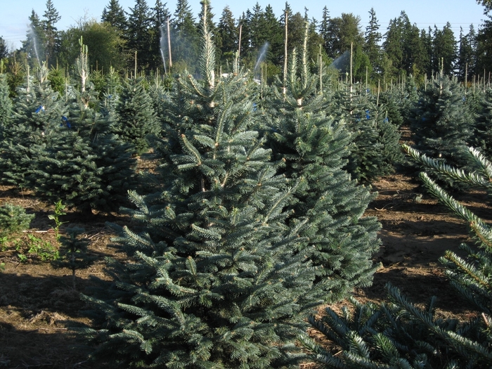 Corkbark Fir Faller Landscape