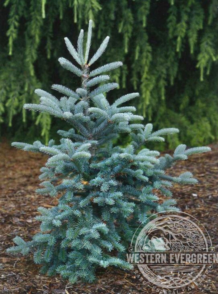 Tyler Blue Balsam Fir - Abies balsamea 'Tyler Blue' from Faller Landscape