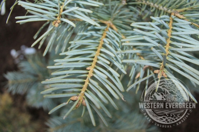 Leuteneggeri Hybrid Fir - Abies grandis x concolor 'Leuteneggeri' from Faller Landscape