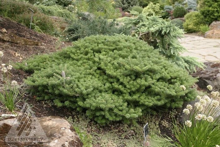 Green Carpet Korean Fir - Abies koreana 'Green Carpet' from Faller Landscape