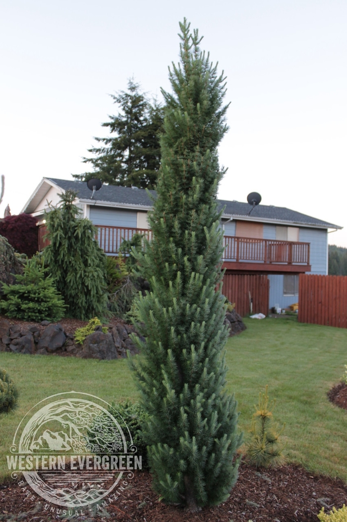 Jacobsen's Pyramid Japanese Larch - Larix kaempferi 'Jacobsen's Pyramid' from Faller Landscape