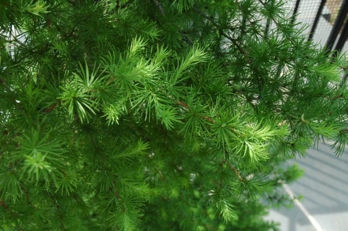 Paper Lanterns Japanese Larch - Larix kaempferi 'Paper Lanterns'' from Faller Landscape