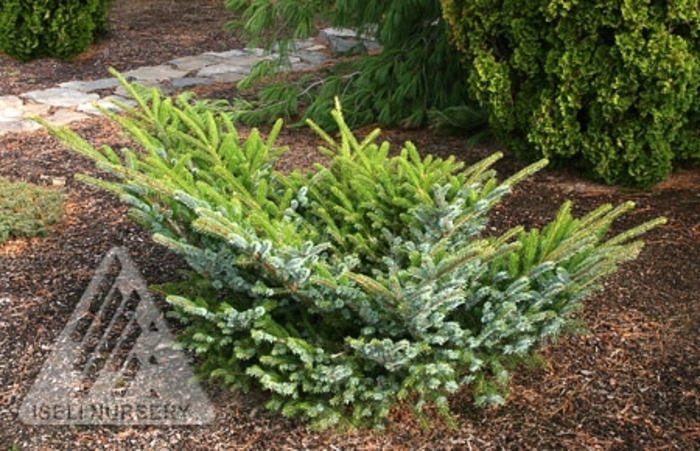 Howell's Dwarf Tigertail Spruce - Picea bicolor 'Howell's Dwarf Tigertail' from Faller Landscape