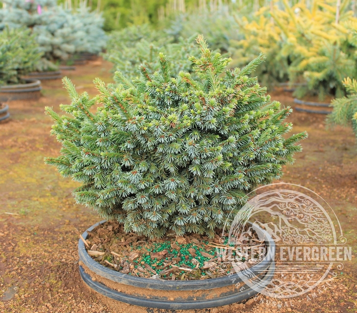 Pimoko Dwarf Serbian Spruce - Picea omorika 'Pimoko' from Faller Landscape