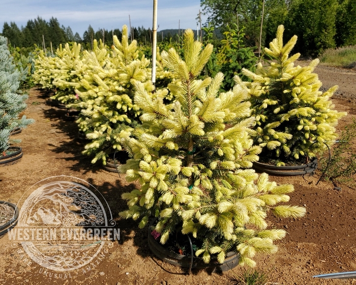 Lantern Fire Colorado Blue Spruce - Picea pungens 'Lantern Fire' from Faller Landscape