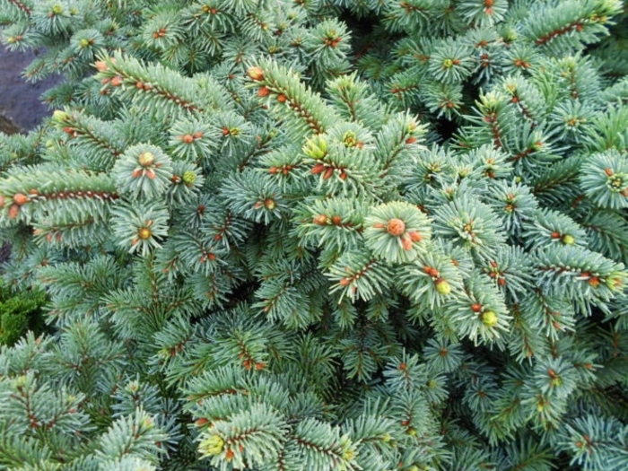 Mrs. Cesarini Blue Spruce - Picea pungens 'Mrs Cesarini' from Faller Landscape