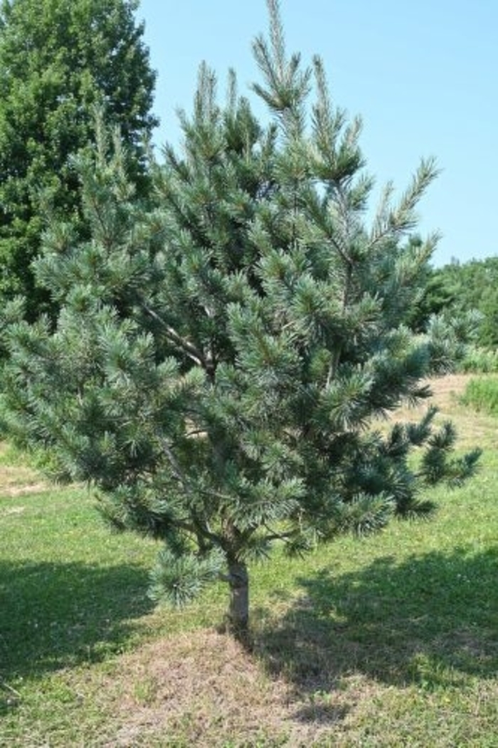 Cesarini Blue Limber Pine - Pinus flexilis 'Cesarini Blue' from Faller Landscape