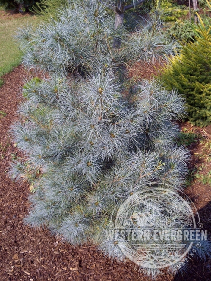Blue Clovers White Pine - Pinus strobus 'Blue Clovers' from Faller Landscape