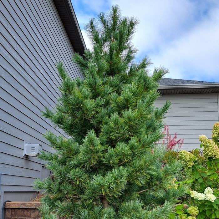 Morris Blue Korean Pine - Pinus koraiensis 'Morris Blue' from Faller Landscape