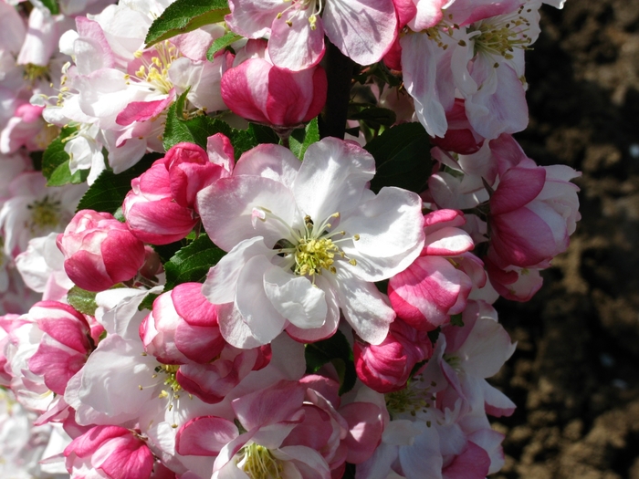 Marilee Crabapple - Malus 'Jarmin' from Faller Landscape