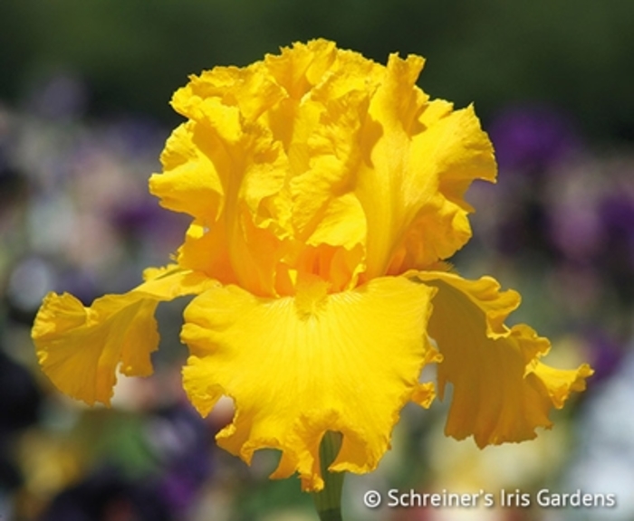 Garden Time Iris - Iris germanica 'Garden Time' from Faller Landscape
