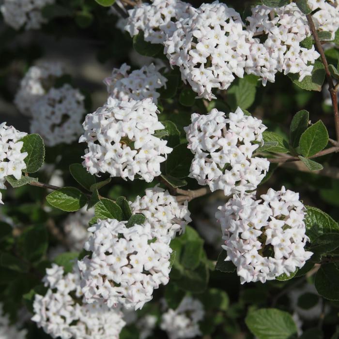 Spice Island™ Viburnum - Viburnum carlesii 'Select A' from Faller Landscape